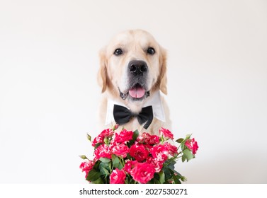 The dog holds a bouquet of roses in his mouth. Golden Retriever in a bow tie sits on a white background with flowers. Postcard for birthday, wedding, valentine's day, eighth of march.