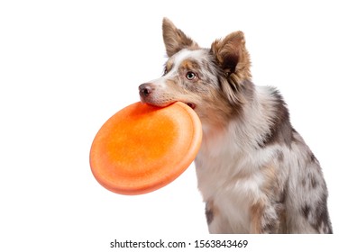 The Dog Holds A Disc. Border Collie On A White Background.