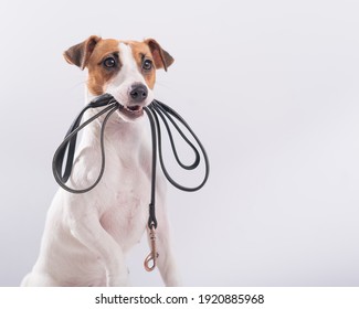 The dog holds a leash in his mouth on a white background. Jack russell terrier calls the owner for a walk. - Shutterstock ID 1920885968