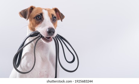 Der Hund hält eine Leine im Mund auf weißem Hintergrund. Jack Russell Terrier ruft den Besitzer zu einem Spaziergang auf.