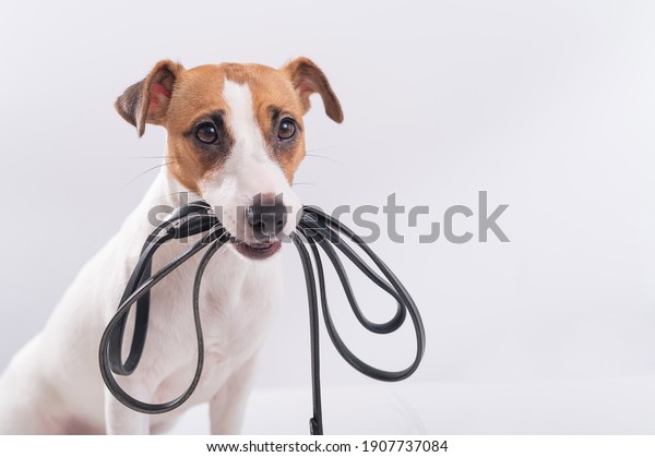 The dog holds a leash\
in his mouth on a white background. Jack russell terrier calls the\
owner for a walk.