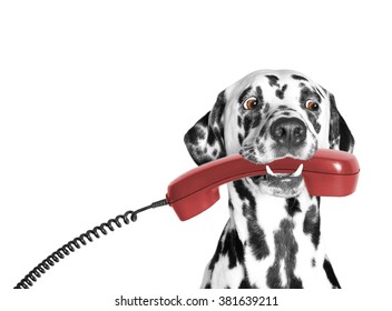 The Dog Holds The Phone In Its Mouth