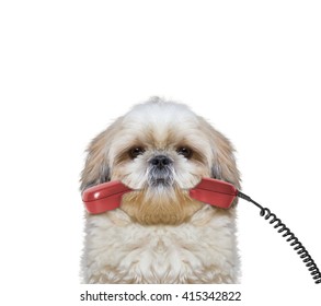 Dog Holds The Phone In Its Mouth -- Isolated On White