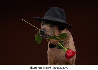the dog holds a rose in his teeth. Pet gentleman. Thai Ridgeback on brown background