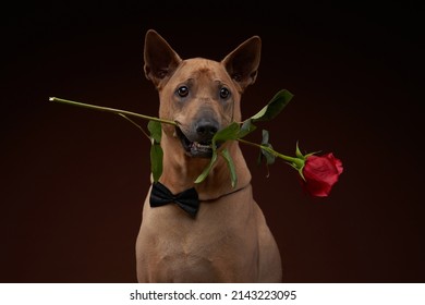 the dog holds a rose in his teeth. Pet gentleman. Thai Ridgeback on brown background