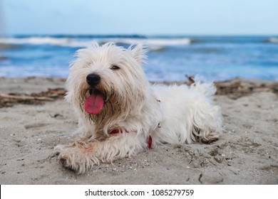 Dog in holiday at the beach in front of the sea sand