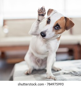 Dog At Home. Pet Indoors. Puppy Greeting, Paw Up