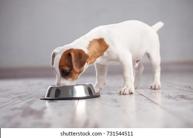 Dog At Home. Puppy Eating Food. Pet