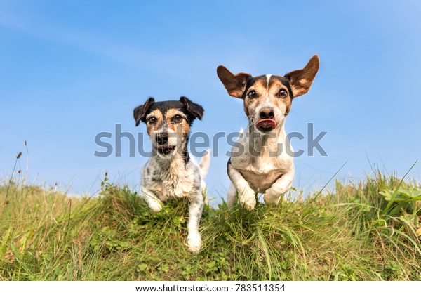 牧草地の緑の丘の上を犬が飛び跳ねるジャック ラッセル8と10歳の髪型 折れて滑らか 2匹のかわいい猟犬が 牧草地の障害物の上を走り 喜んで飛び跳びながら の写真素材 今すぐ編集