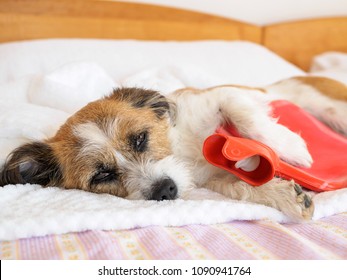 Dog with hot water bottle
