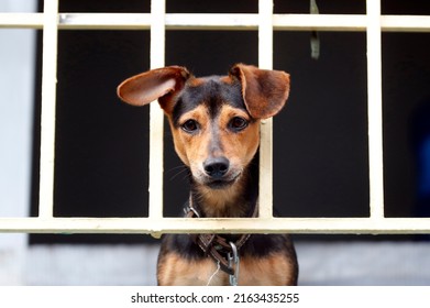 Dog In A House.  Ho Chi Minh City. Vietnam. 