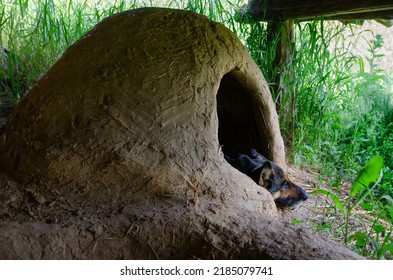 dog house with oval walls covered with clay looks like a hobbit house in the countryside but with internet and light.