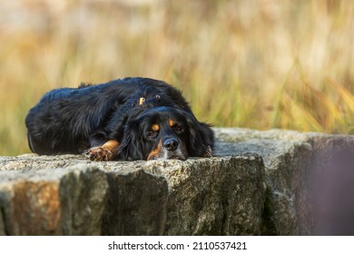 Dog Hovawart Gold And Black Lying On Big Rocks And Resting, His Whole Body Twisted