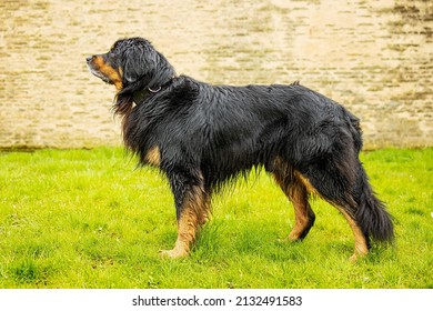 Dog Hovawart Gold And Black Standing In An Almost Exhibition Stance