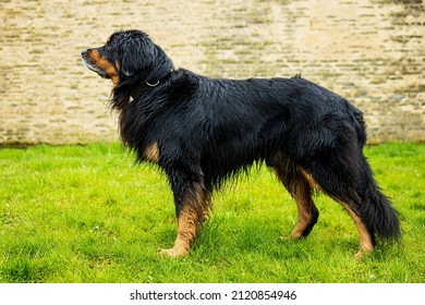 Dog Hovawart Gold And Black Is Wet And Standing In A Show Stance