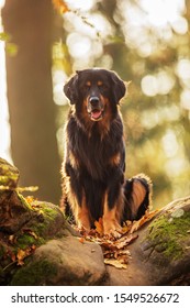 Dog Hovawart Sitting Upstairs In Backlight