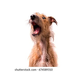 Dog Howling Or Singing