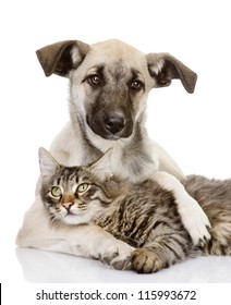 the dog hugs a cat. isolated on white background