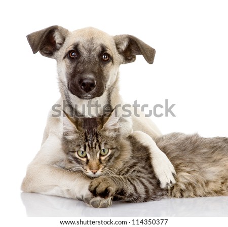 the dog hugs a cat. isolated on white background