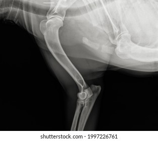 Dog Humerus Xray. Canine Arm Radiograph