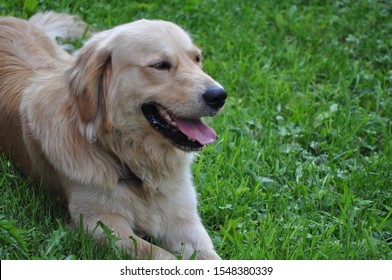Dog Hund pet animal cute - Shutterstock ID 1548380339