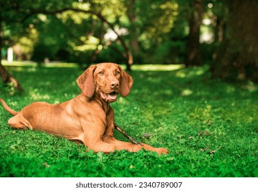 A dog of the Hungarian Vizsla breed lies on its side against the background of a green park. The dog walks and is eight months old. The photo is blurred. Horizontal photo. - Shutterstock ID 2340789007
