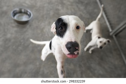 Dog Hungry Is A Cute Dog Looking Up In Anticipation Of His Meal With His Little Buddy In The Background Eagerly Waiting Too.