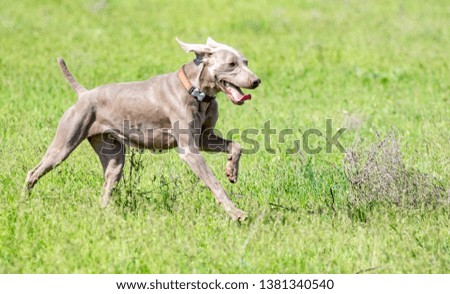 Similar – hunt Dog Hunting Hound