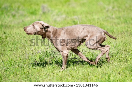 Similar – hunt Dog Hunting Hound