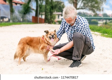 Dog With A Hurt Paw.