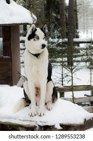 Dog Huskies In The Aviary Lapland Kennel 