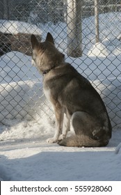 Dog Huskies In The Aviary Lapland Kennel Looks Over The Fence