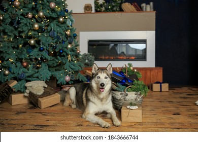 Dog Husky In Background Of Fireplace And Christmas Tree Lights. Christmas Husky Dog. Hotel Concept For Animals. Vet Clinic. Animal Calendar Template. Christmas Card With Dog. Animal Shelter