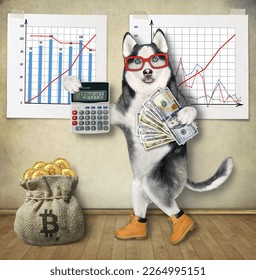 A dog husky with a calculator and a fan of dollars shows how to make money in financial charts. - Shutterstock ID 2264995151