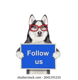 A Dog Husky In Glasses Holds A Blue Sign That Says Follow Us. White Background. Isolated.