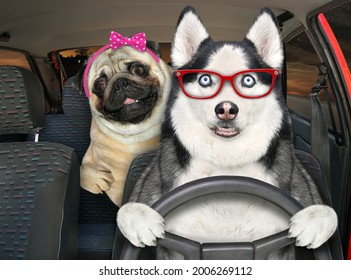 A Dog Husky In Glasses With A Pug Is Driving A Auto On The Highway At Night.