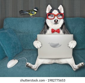 A Dog Husky In Glasses Sits With A Laptop On A Blue Sofa.