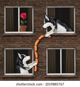 A Dog Husky Is Leaning Out Of The Window And Giving Sausages To His Neighbor Of The Their House.