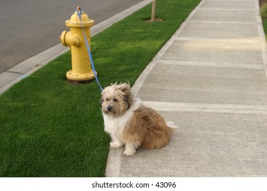 Dog and Hydrant