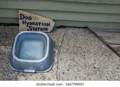 Dog Hydration Station For A Thirsty Pup 