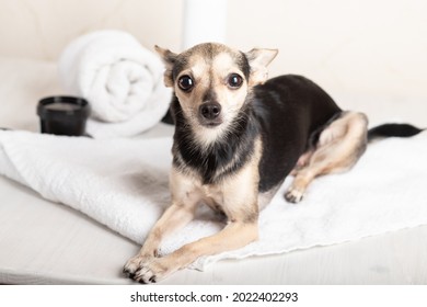 犬 耳掃除 の写真素材 画像 写真 Shutterstock