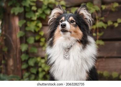 Dog With ID Tag. Close Up Of A Dog Wearing Collar With Id Tag. - KYIV, UKRAINE 07.30.2020