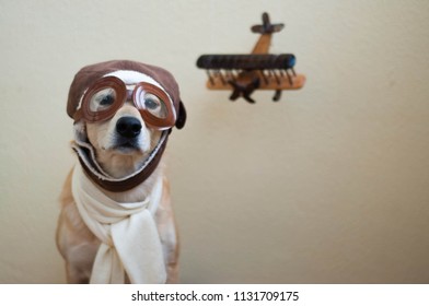 dog flying helmet