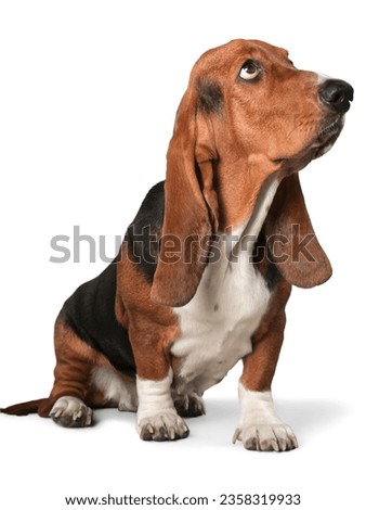 dog image without background (jpg)