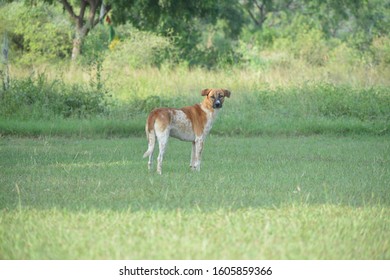 Dog Images Animal Species Mixed With Chinook 