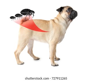 Dog Infested With Fleas On White Background