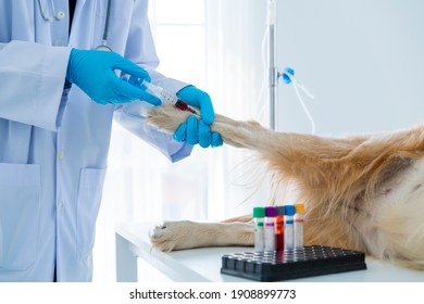 Dog Injecting By Vet Doctor In Hospital. The Veterinarian Is Doing A Dog Blood Test.