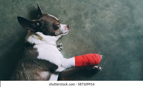 Dog Injured