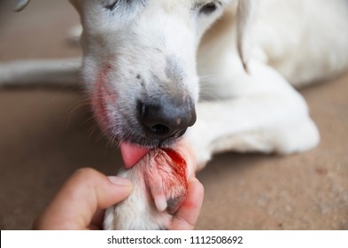 puppy injured paw