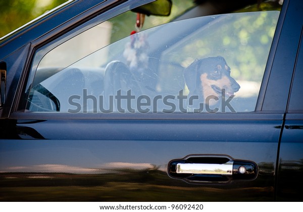 Dog inside of a car\
waiting on his owner